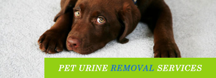 Pet Urine Removal Services