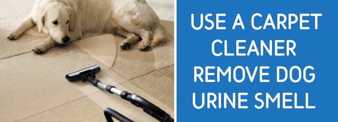 Cleaning Urine Odors from Carpet