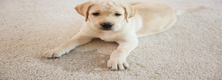 Remove Pet Stains From Carpet