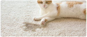 How to Remove Cat Urine in a Carpet by Steam Cleaning